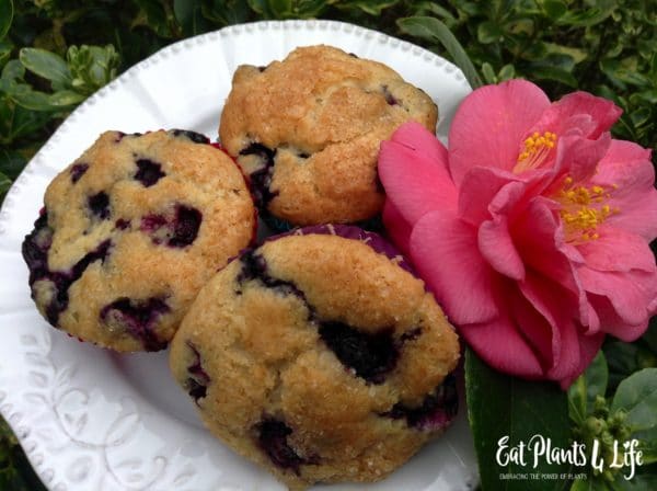 BlueberryMuffin3